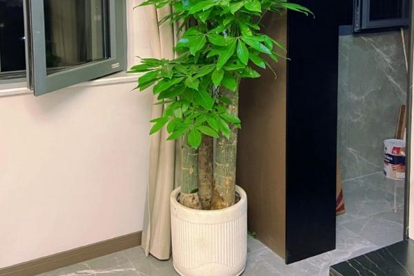 发财树客厅摆放位置，可摆放在客厅中间或明财位上