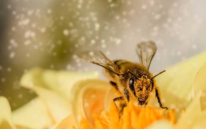 被蜜蜂蛰了怎么处理？