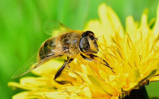 僵尸蜜蜂真的存在吗？