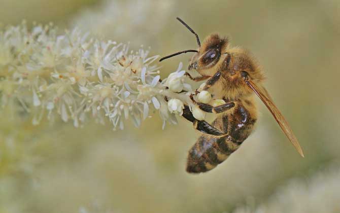 蜜蜂的习性
