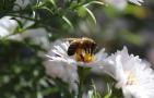 蜜蜂是怎么采蜜的？