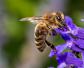 蜜蜂的特点有哪些？