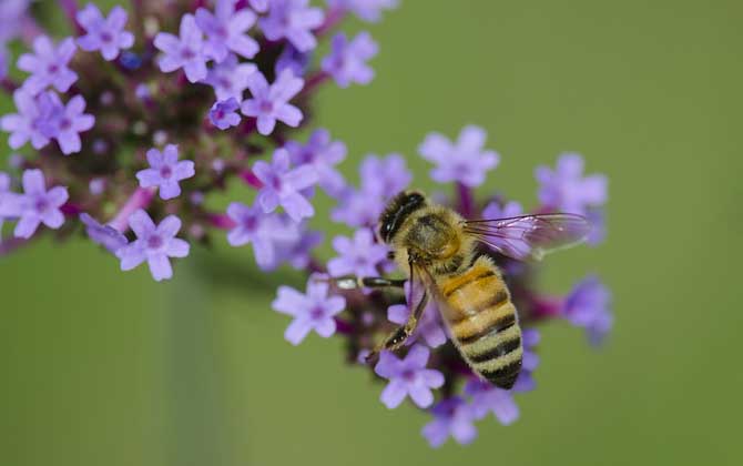 2022年蜜蜂多少钱一箱？