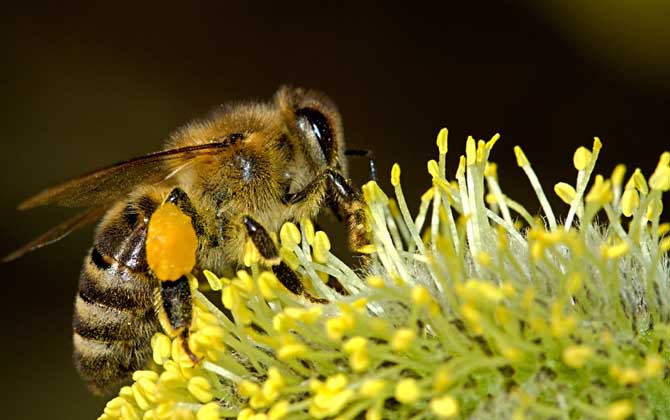 2022年养蜜蜂有前景吗？