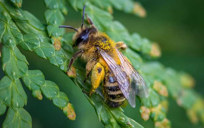 2021年养蜜蜂能赚钱吗？