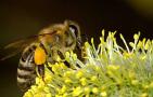 2022年养蜜蜂有前景吗？