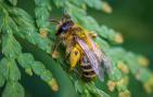 2023年养蜜蜂能赚钱吗？