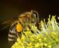 2021年养蜜蜂有前景吗？