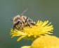 养蜜蜂要投资多少钱？