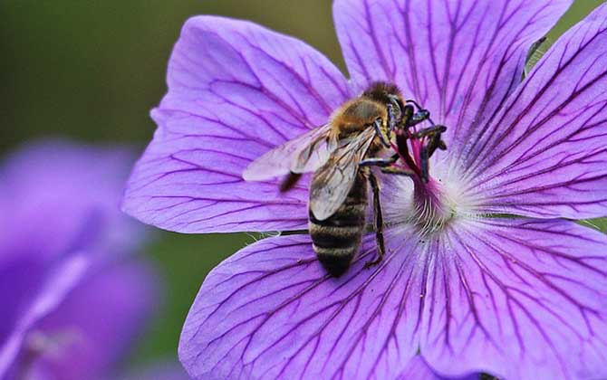 有哪些赞美蜜蜂的诗句？_水蜂源