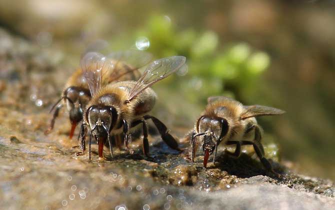 蜜蜂秋季繁殖技术视频