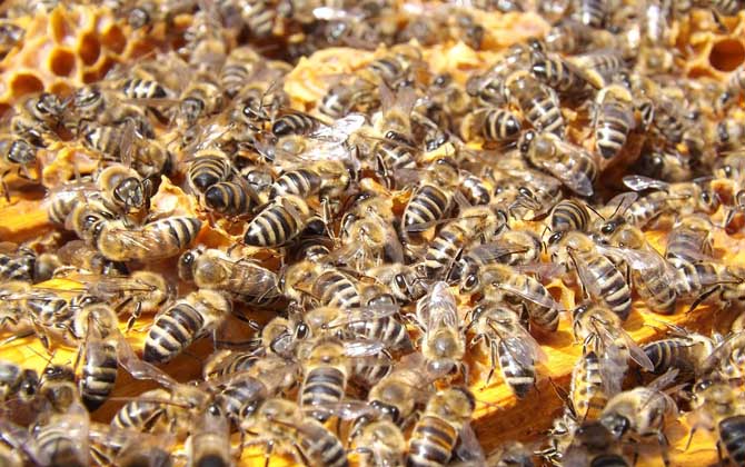蜜蜂秋繁技术