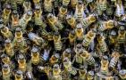 蜜蜂科学养殖技术