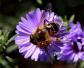 蜜蜂为什么在逐渐消失？