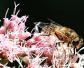 蜜蜂一生能采多少蜂蜜？