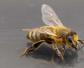 蜜蜂夏季管理技术视频