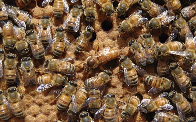 蜜蜂春季繁殖技术