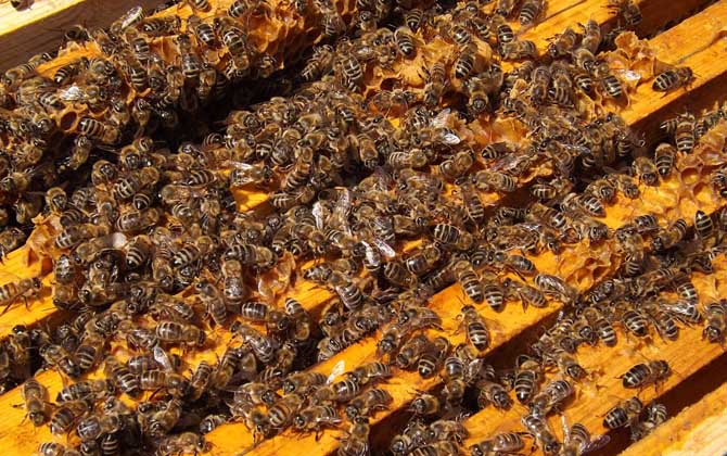 蜜蜂冬季管理