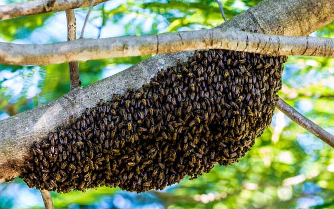 中蜂人工分蜂技术