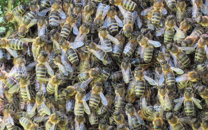蜜蜂白垩病的症状及防治