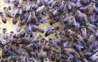 中蜂双王群养殖技术视频