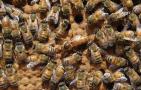 蜜蜂春季繁殖技术视频