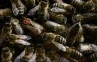 蜜蜂冬季管理技术视频