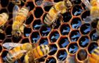 东北黑蜂养殖技术