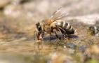 蜜蜂爬蜂病的症状及防治