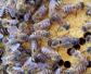 中华蜜蜂养殖技术视频