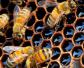 东北黑蜂养殖技术视频