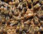 养蜜蜂如何培育蜂王？