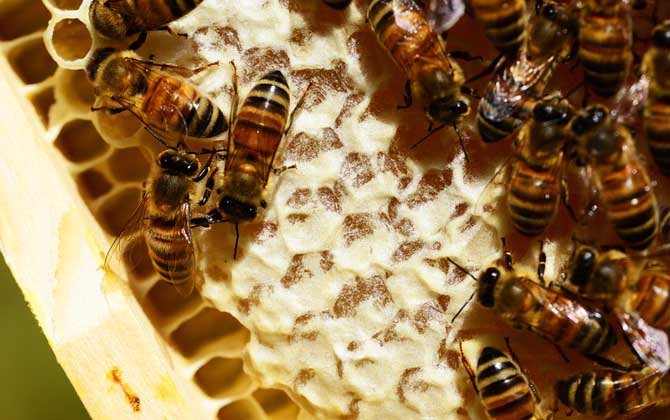 蜜蜂巢虫防治最有效方法