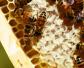 蜜蜂巢虫防治最有效方法