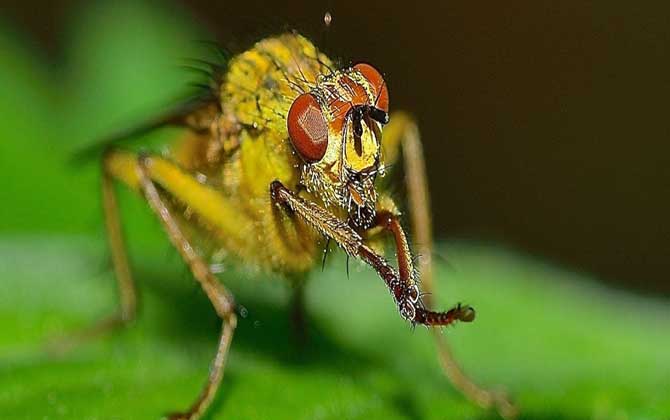 赤眼蜂是益虫还是害虫？