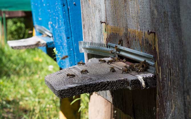 蜜蜂春繁管理技术