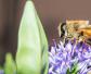 蜜蜂有几条腿和翅膀？