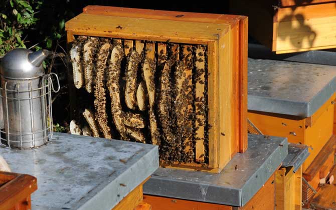 蜜蜂箱的制作方法