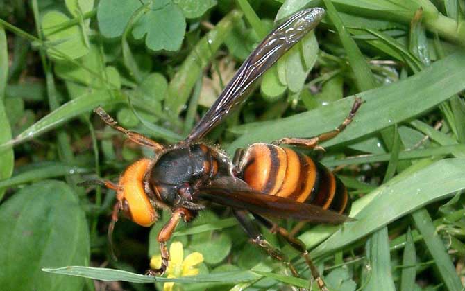 中国大虎头蜂的毒性强吗？