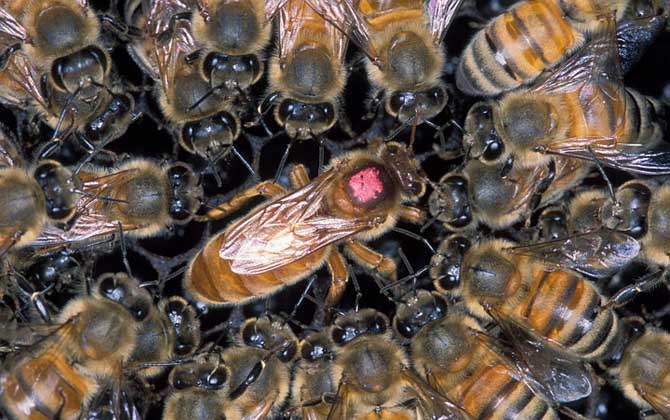 蜜蜂中的蜂王吃什么食物？蜂王的作用？