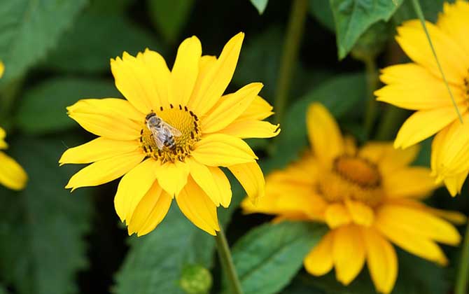 四大名蜂的名称及特性