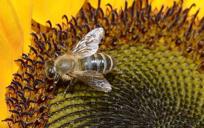 四大名蜂的名称及特性