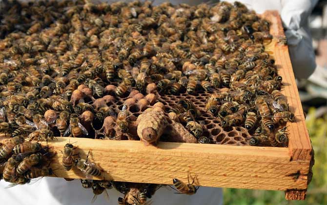 蜂群中的蜂后如何辨别？