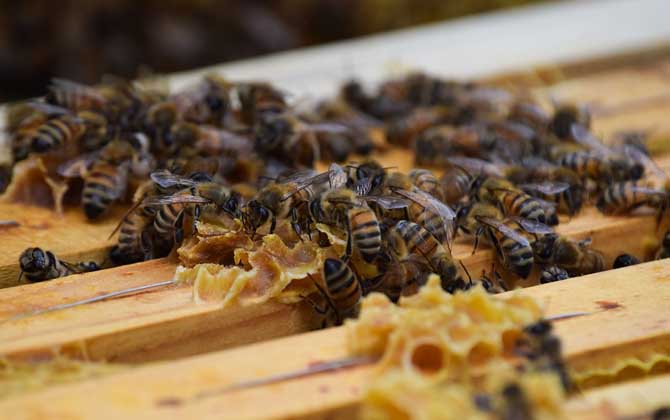 蜜蜂分蜂前有什么征兆？