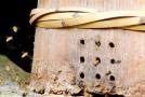 传统古法养蜂技术视频