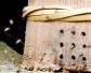 传统古法养蜂技术视频