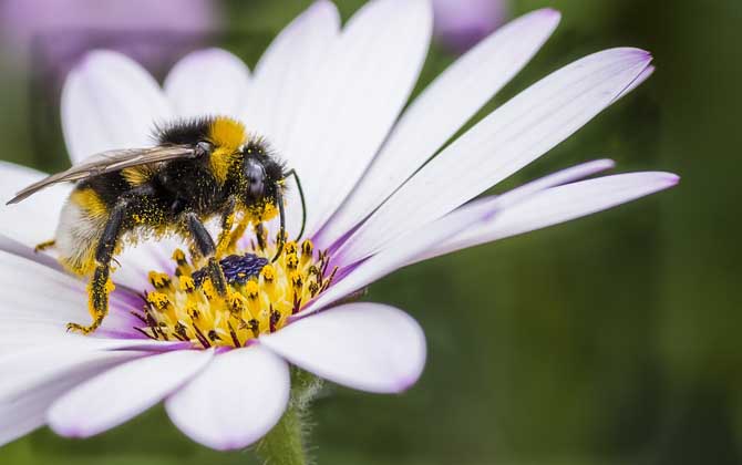 蜜蜂采蜜对花有什么好处？