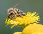 蜜蜂采蜜是什么行为？