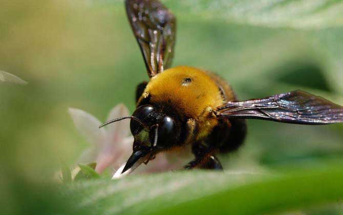 南方黑色蜂是什么蜂？