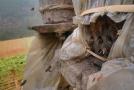 农村木桶土蜂养殖视频